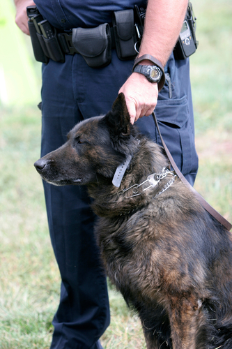 Guard dog services - Hallmark Security