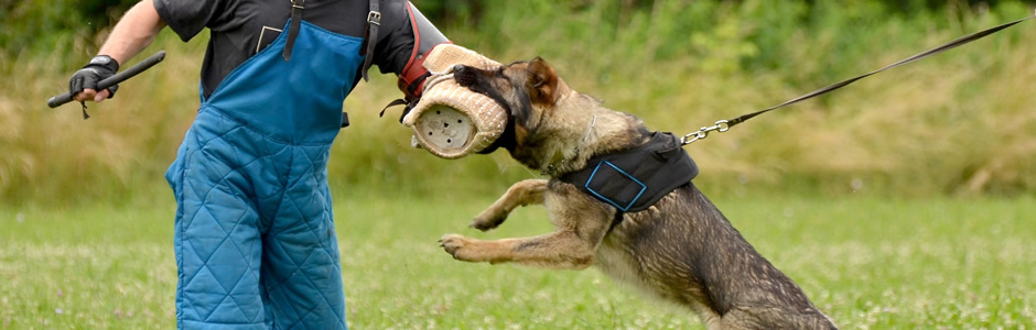 Security Dogs from Hallmark Security