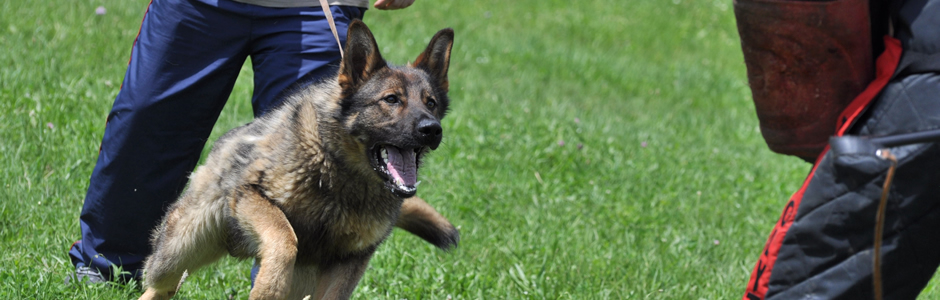 Security guard dogs Warrington