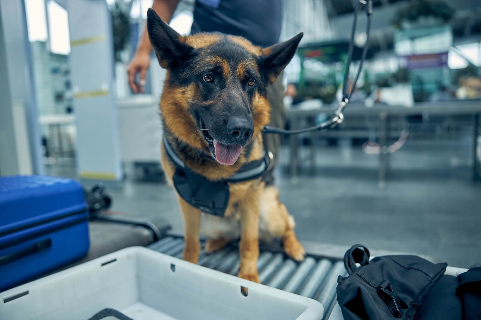 Security Patrol Dogs