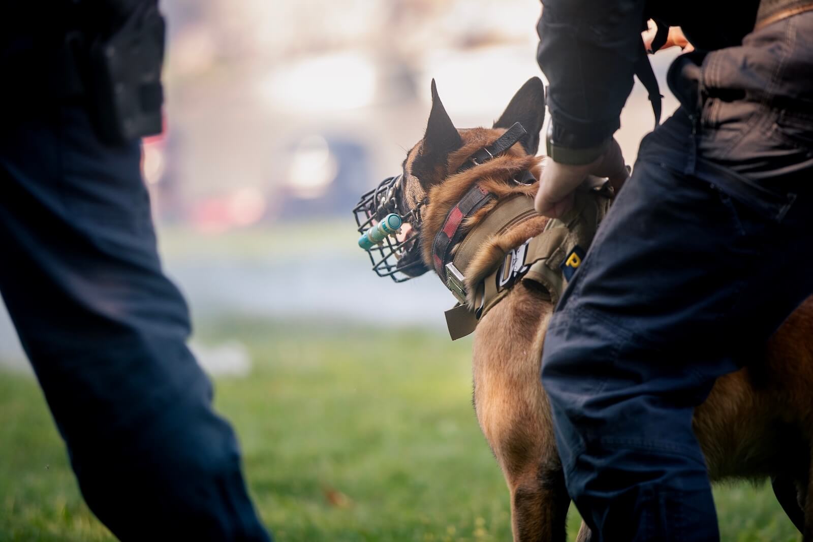 Dog Restraint Services