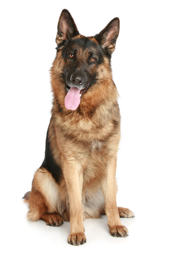 Keyholding Service in Warrington, trained security dog handlers
