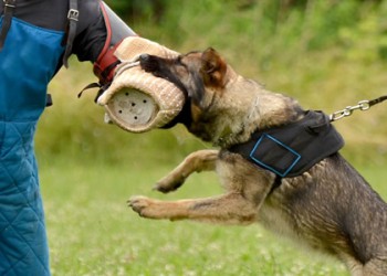Security Dogs from Hallmark Security