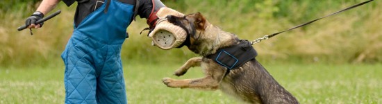 Security Dogs from Hallmark Security