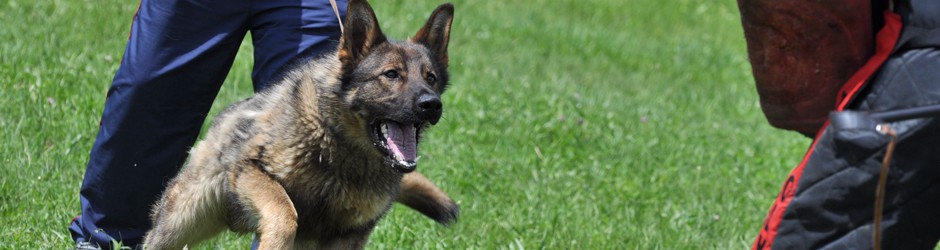 Security Patrol Dogs from Hallmark Security Ltd