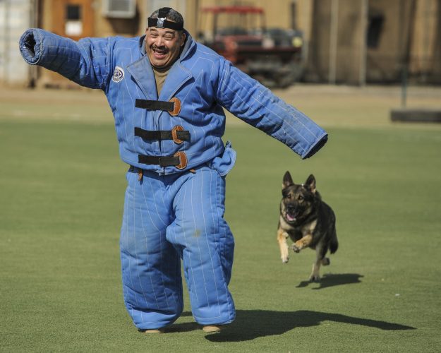 security-guard-dogs